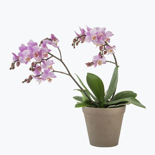 To-grenet multiflora orkidé med passende potte
